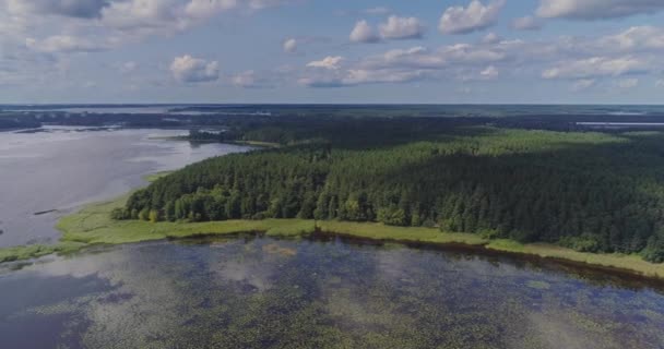 Lac nénuphars vol de drone algues et forêt de pins 