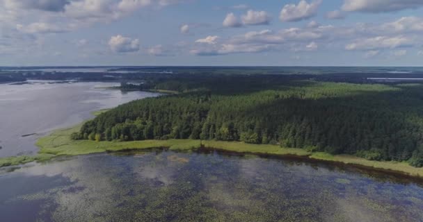 Lago Agua lirios algas drone vuelo y bosque de pinos — Vídeos de Stock