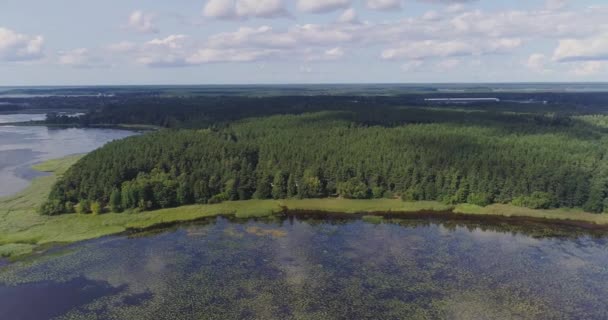 Lago Agua lirios algas drone vuelo y bosque de pinos — Vídeos de Stock