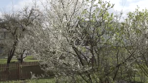 Bílá jarní větev stromu, strom, květ, bílé, krásné, příroda, rostlin, třešeň, květ, pozadí, květinové — Stock video