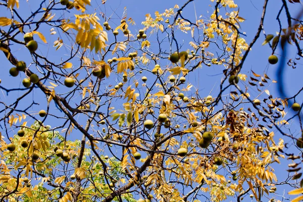 Fruits sur arbre jaune, feuille, arbre, nourriture, frais, naturel, jardin — Photo