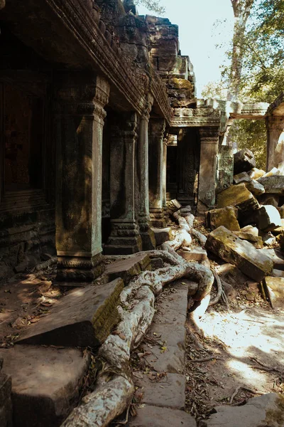 Les arbres poussent à travers les pierres au temple Angkor Wat au Cambodge — Photo