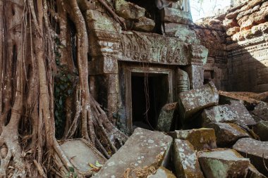 Kamboçya 'daki Angkor Wat Tapınağı' nda ağaçlar taşların arasından yetişir.