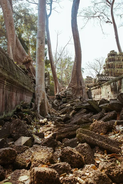 Árvores crescem através de pedras em Angkor Wat Temple no Camboja — Fotografia de Stock