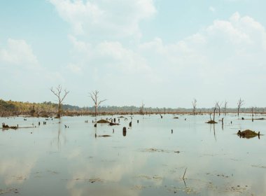 Kamboçya 'da eski Angkor Wat Tapınağı Yıkım Tesisi' nin yakınındaki eski ağaçların olduğu göl.