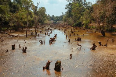 Kamboçya 'da eski Angkor Wat Tapınağı Yıkım Tesisi' nin yakınındaki eski ağaçların olduğu göl.