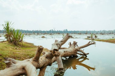 Kamboçya 'da eski Angkor Wat Tapınağı Yıkım Tesisi' nin yakınındaki eski ağaçların olduğu göl.