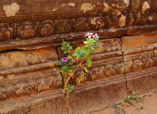 カンボジアのアンコールワット寺院の石から成長する花 — ストック写真