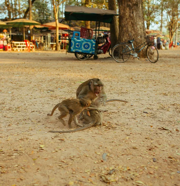 Monkey family in Angkor Wat Temple in Cambodia — Stock Photo, Image