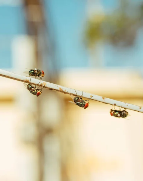 Green dung Flies with red eyes sitting on a wire — Stock Photo, Image