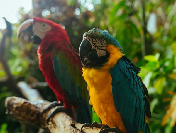 Redand Yellow Macaw Pappagalli seduti su un ramo in un parco tropicale — Foto Stock