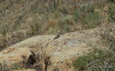 Kertenkele Gürcistan dağlarında güneşin altında güneşleniyor