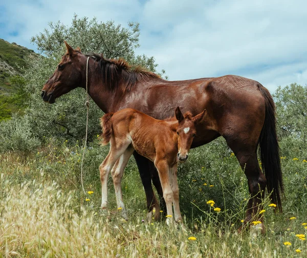 Cavalo e potro no campo verde na Geórgia — Fotografia de Stock