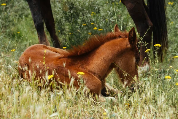 Ló és csikó a mezőn zöld Grúziában — Stock Fotó
