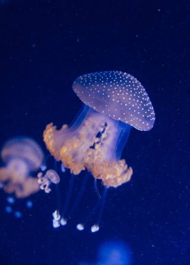 Derin mavi okyanusta parlak ışıkla denizanası