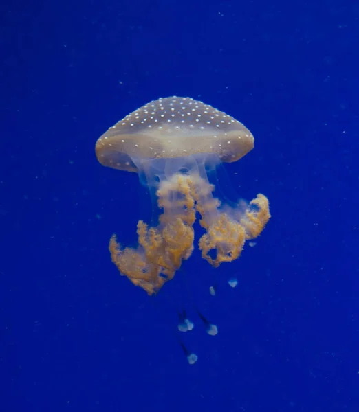 Jellyfish in the deep blue ocean with bright illuminance — Stock Photo, Image