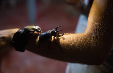 Erkeğin elindeki dev siyah böcekler Lambanın ışığını yaktı