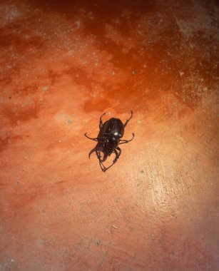 Dev siyah böcek kırmızı zeminde gece vakti