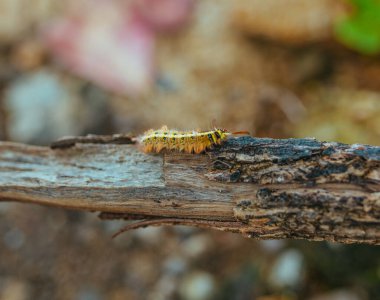 Sarı Tırtıl Kelebeği Myriapoda diplopoda Eklembacaklı Trakeata Vahşi Böcek Hayatı