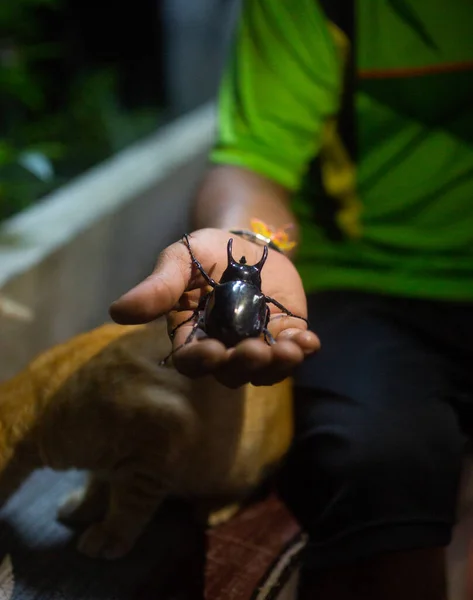 Giant Bug Atlas μαύρο σκαθάρι για τους άνδρες χέρι νύχτα — Φωτογραφία Αρχείου