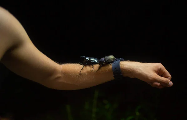 Giant black Bugs on the mans hand in the light of the lamp — Stock Photo, Image