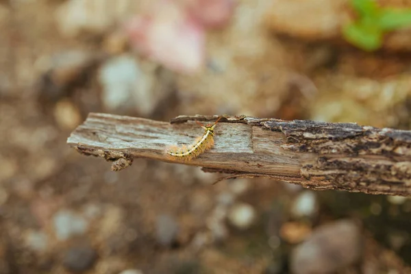 Yellow Caterpillar butterfly Myriapoda diplopoda arthropoda tracheata wild insect bug life — Stock Photo, Image