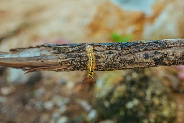 Sárga hernyó pillangó Myriapoda diplopoda arthropoda tracheata vad rovar élet — Stock Fotó