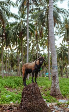 Tayland köyünde palmiye ağacının altında kahverengi keçi