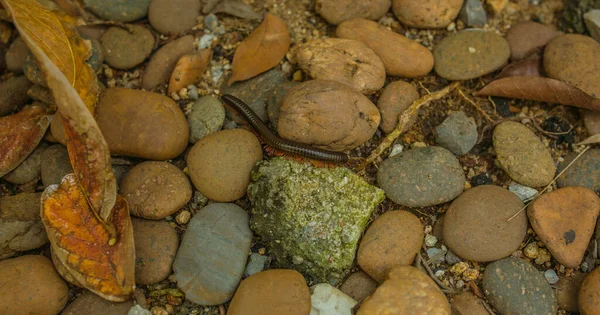 Centipede, Myriapoda diplopoda arthropoda tracheata wild inseect — Stock Photo, Image