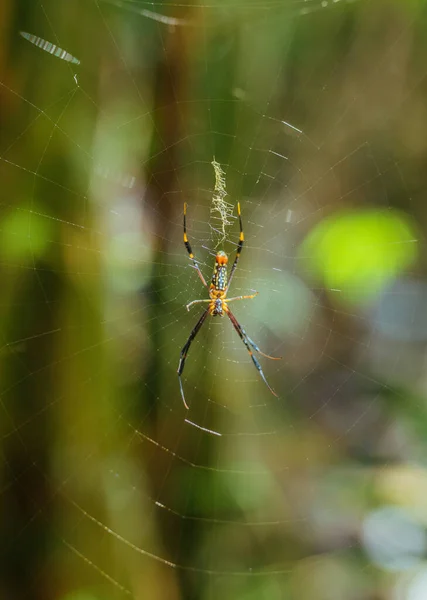 热带泰国丛林网络上的黄蜘蛛 — 图库照片