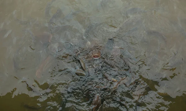 Υδατάνθρακες δίπλα στην επιφάνεια του νερού στη λίμνη στην Ταϊλάνδη — Φωτογραφία Αρχείου