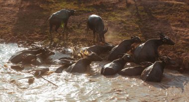 Bufalo Kamboçya 'nın Yüzen Köyü' nün yanındaki nehri geçiyor.