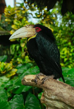 Tropikal bir parkta dalda oturan kocaman gagalı siyah papağan.