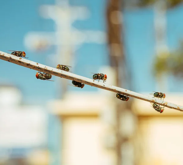 Green dung Flies with red eyes sitting on a wire — Stock Photo, Image