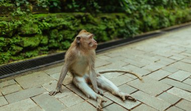 Macak Maymun bir taşın üzerinde oturup muz yiyor.