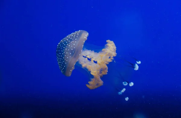 Jellyfish in the deep blue ocean with bright illuminance — Stock Photo, Image