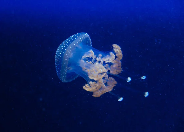 Jellyfish in the deep blue ocean with bright illuminance — Stock Photo, Image