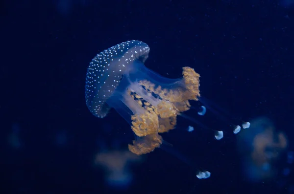 Jellyfish in the deep blue ocean with bright illuminance — Stock Photo, Image