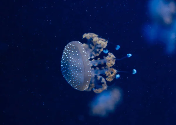 Jellyfish in the deep blue ocean with bright illuminance — Stock Photo, Image