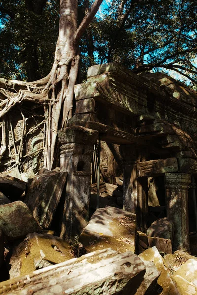 Les arbres poussent à travers les pierres au temple Angkor Wat au Cambodge — Photo