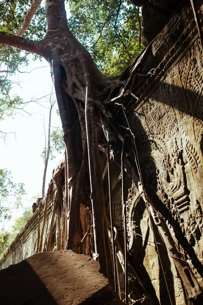 Trær vokser gjennom steiner i Angkor Vat-tempelet i Kambodsja – stockfoto