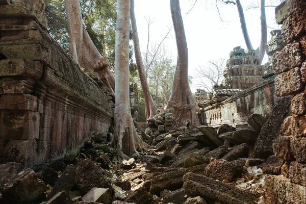 캄보디아 의앙 코르와 트 사원에서 돌을 뚫고 자라는 나무들 — 스톡 사진