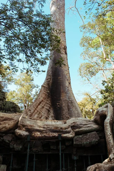 Stromy rostou skrz kameny v chrámu Angkor Wat v Kambodži — Stock fotografie