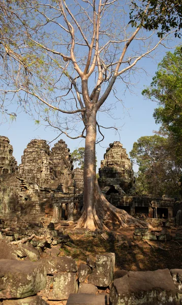 Kamboçya 'daki Angkor Wat Tapınağı' nda ağaçlar taşların arasından yetişir. — Stok fotoğraf