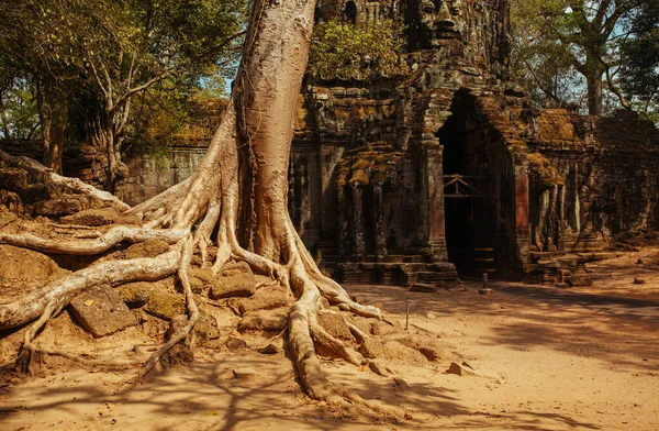 Les arbres poussent à travers les pierres au temple Angkor Wat au Cambodge — Photo