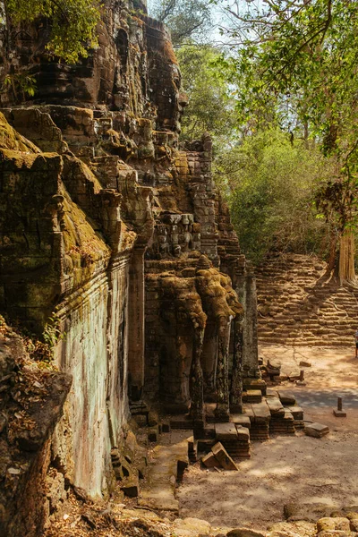 Kamboçya 'daki Angkor Wat Tapınağı' nda ağaçlar taşların arasından yetişir. — Stok fotoğraf