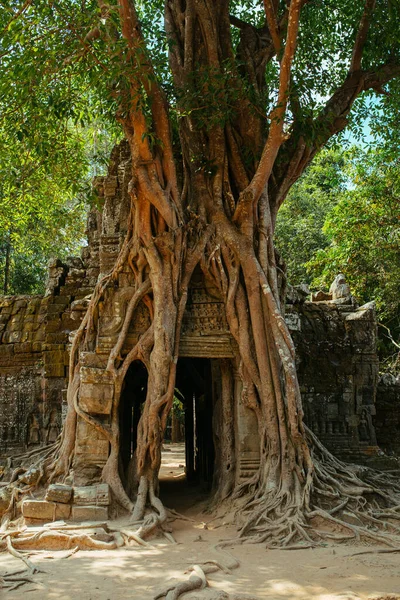 Les arbres poussent à travers les pierres au temple Angkor Wat au Cambodge — Photo