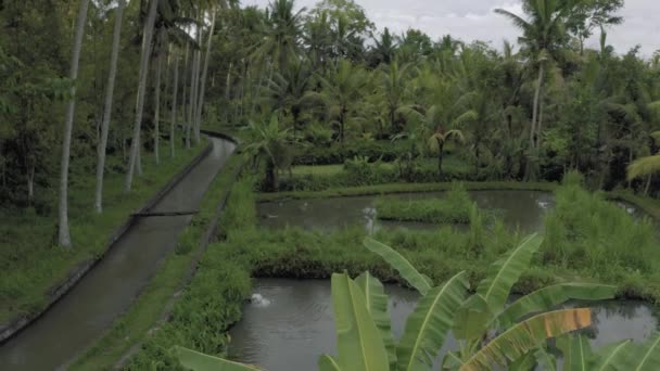 Река между пальмами на острове Бали 4K беспилотник полет — стоковое видео