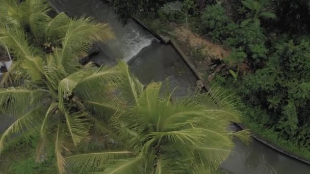 Řeka mezi palmami na Bali Island 4k drone letu — Stock video