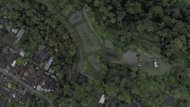 Río entre palmeras en vuelo de drones 4K de la isla de Bali — Vídeos de Stock